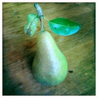 Pear from the communal tree.