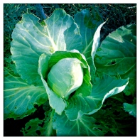 Cabbage... before they were eaten by snails and slugs