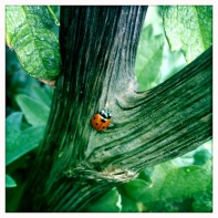 There are plenty of ladybirds around this spring